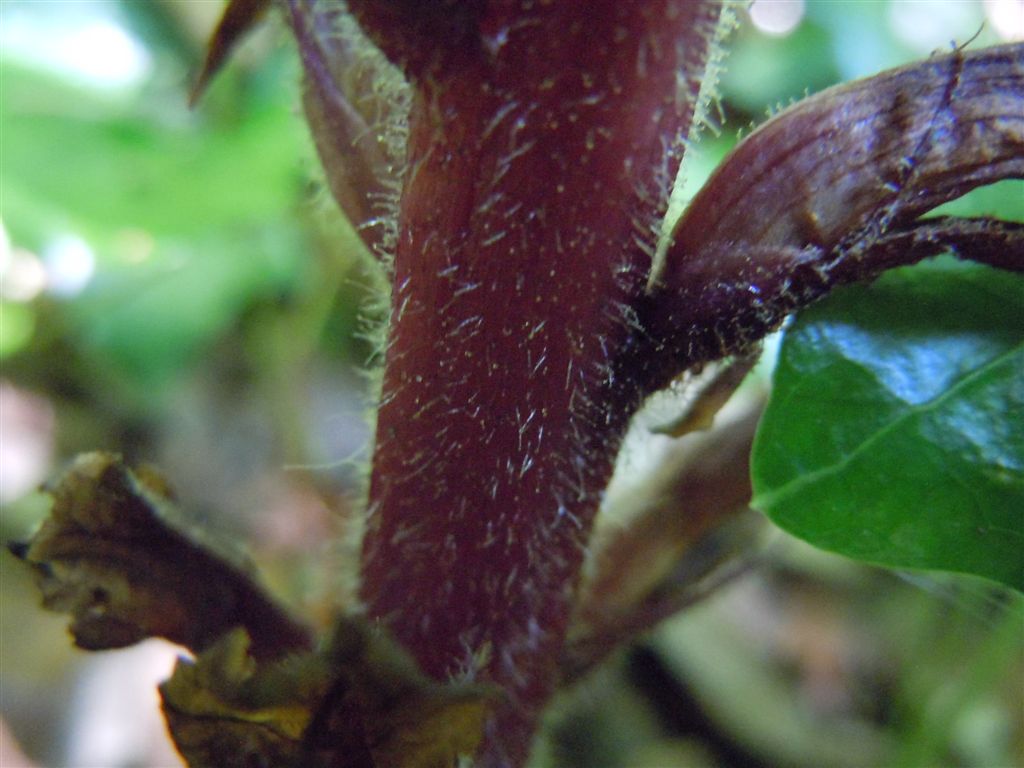 Orobanche hederae / Succiamele dell''edera